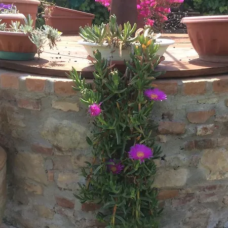 Venkovský dům Podere Girasoli *