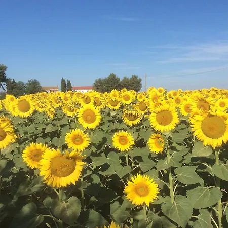 Podere Girasoli Piombino
